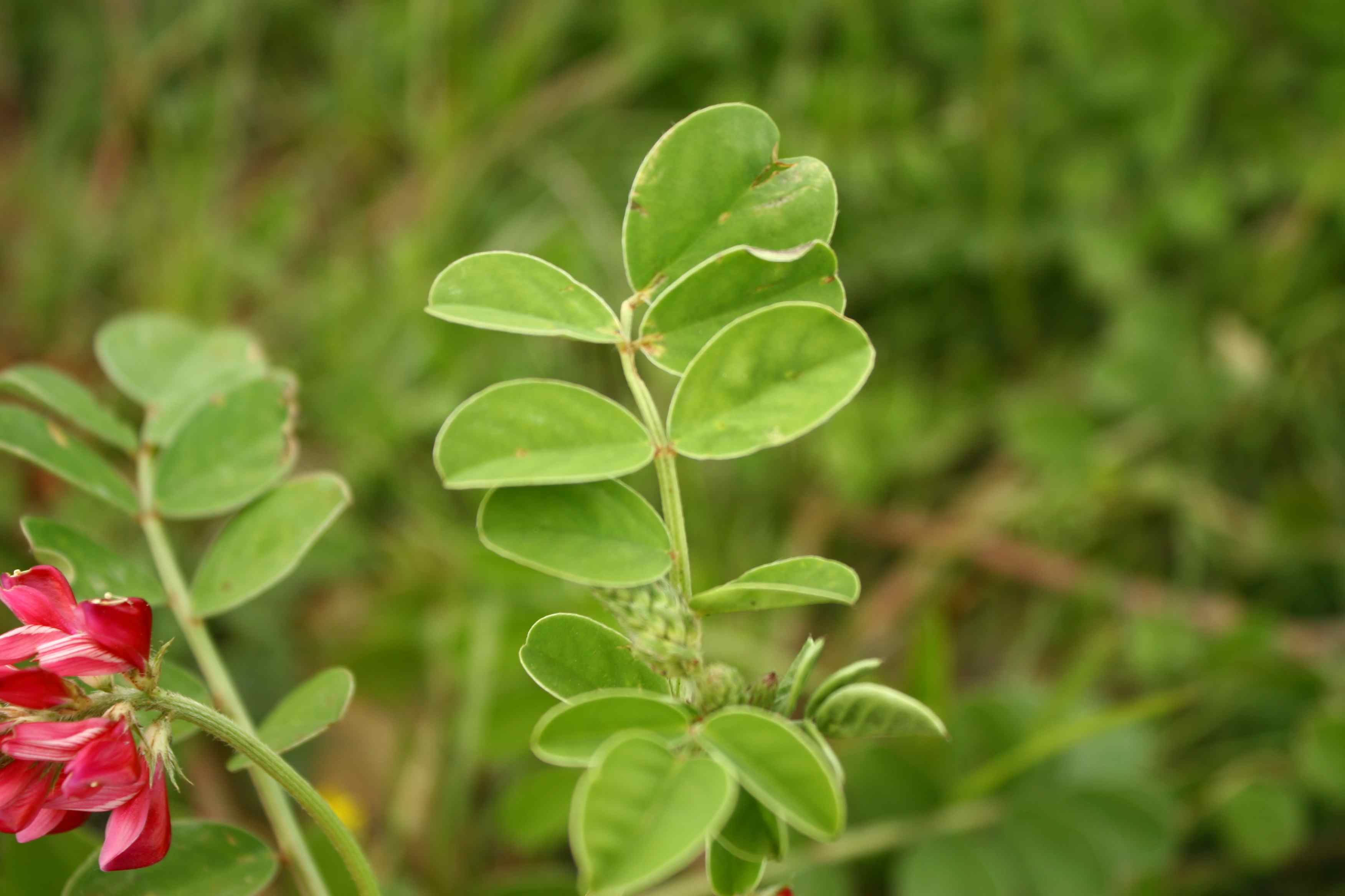 Sulla coronaria (=Hedysarum coronarium)